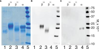 Human FSH Glycoform α-Subunit Asparagine52 Glycans: Major Glycan Structural Consistency, Minor Glycan Variation in Abundance